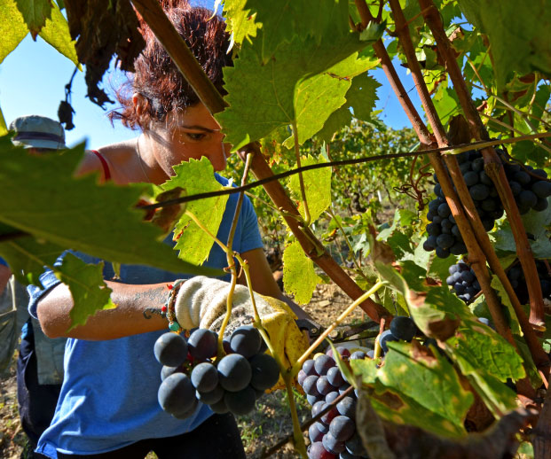 Ormanni azienda e territorio vino del Chianti