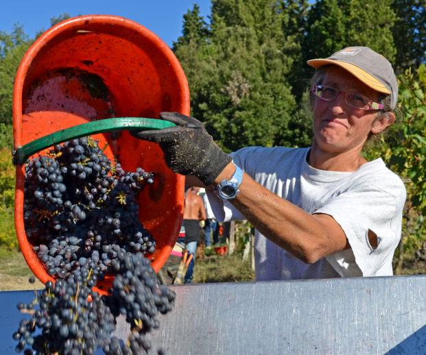 Ormanni azienda e territorio vino del Chianti